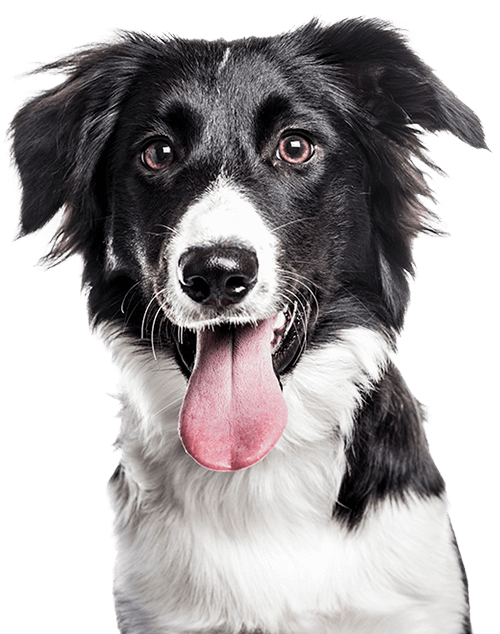 Border Collie Dog