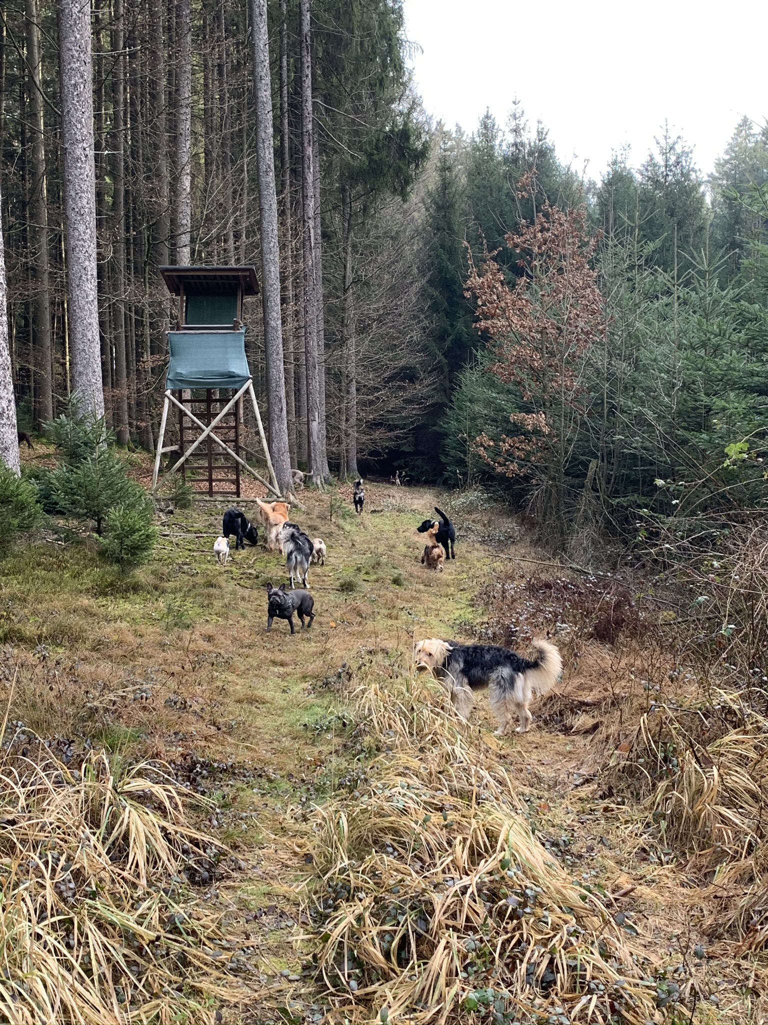 Hundebetreuung Schobel Galerie 4