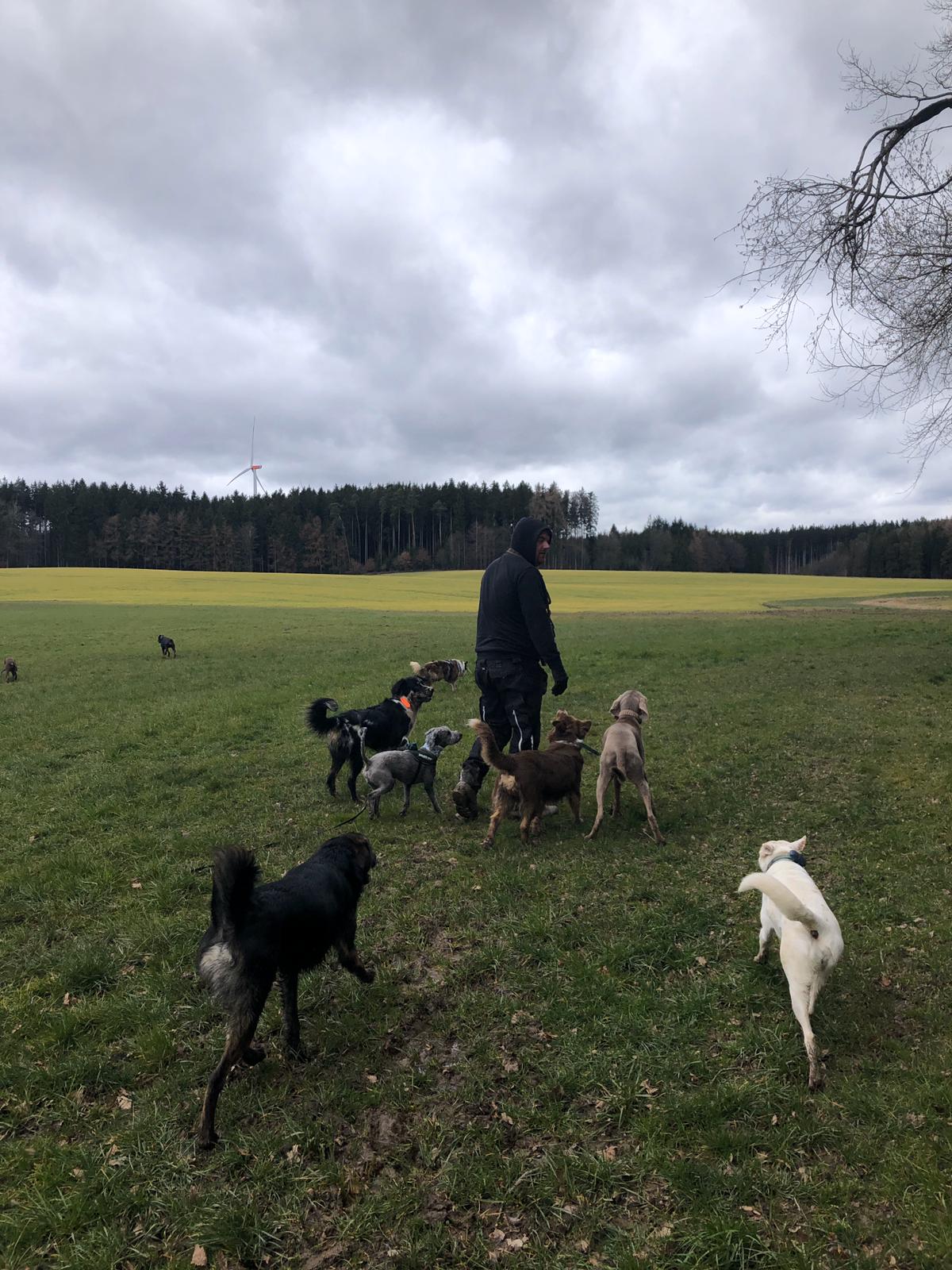Hundebetreuung Schobel Galerie 6