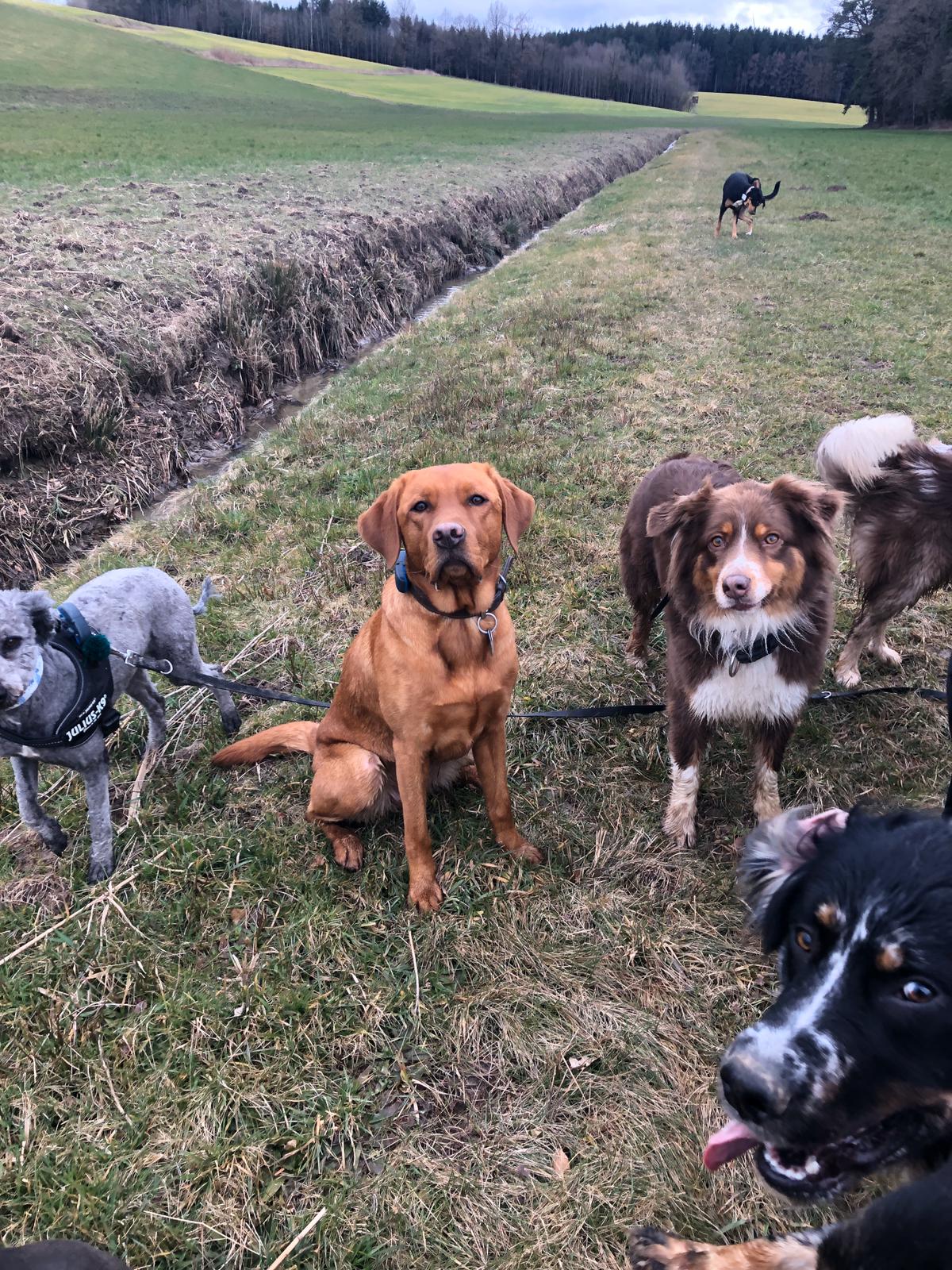 Hundebetreuung Schobel Galerie 7