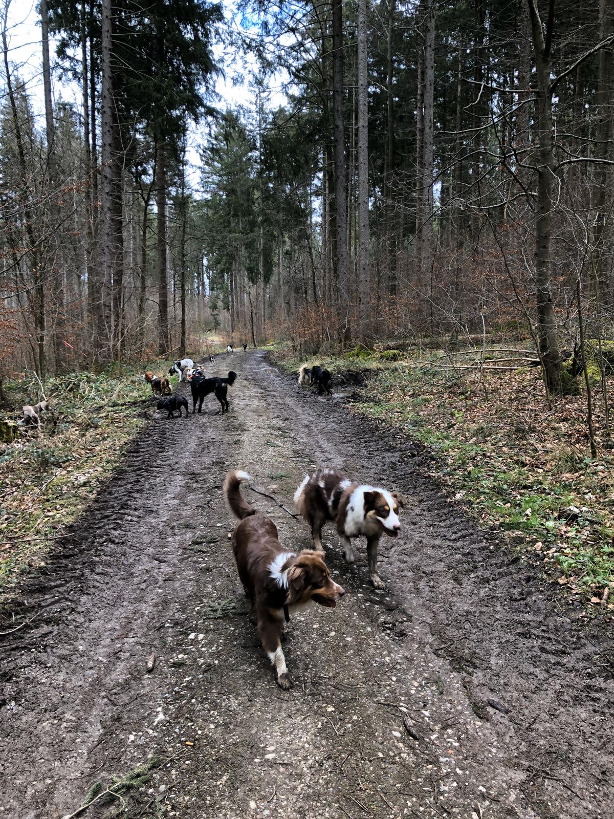 Hundebetreuung Schobel Galerie 8