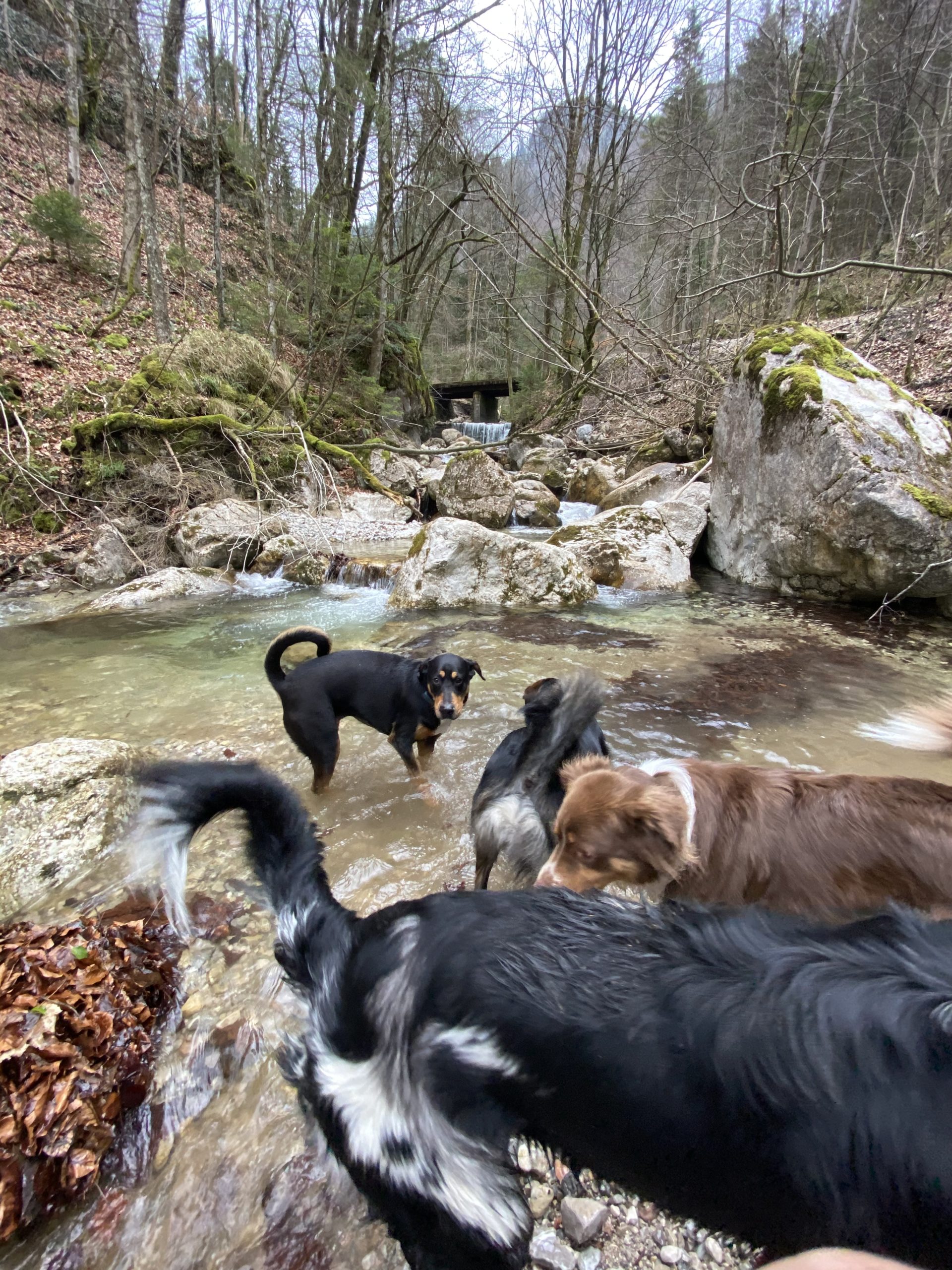 Hundebetreuung Schobel Galerie 9