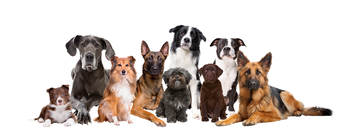 Hundegruppe